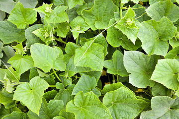 Image showing Cucumber leaves