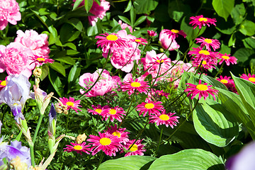 Image showing Red camomile