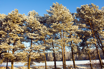 Image showing Trees in the winter