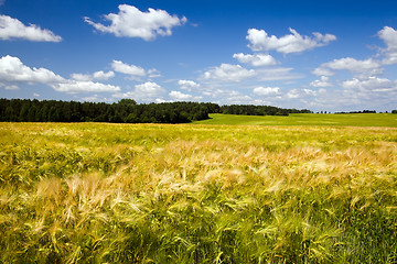 Image showing Field with cereals