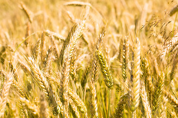 Image showing Ripened wheat