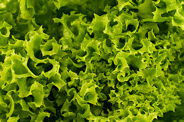 Image showing Green lettuce background