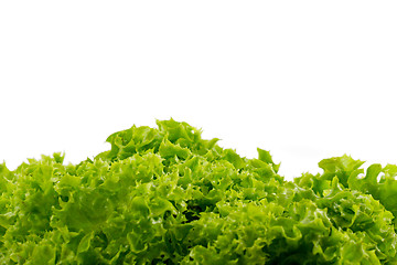 Image showing Green lettuce