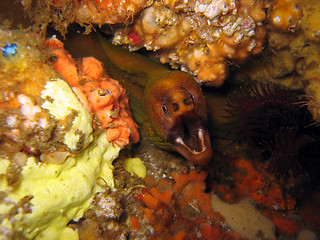 Image showing Moray eel