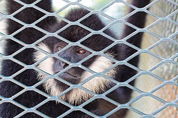 Image showing Close-up of a Hooded Capuchin Monkey contemplating life behind b
