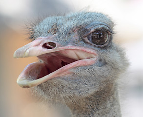 Image showing ostrich portrait in the farm, close up, background