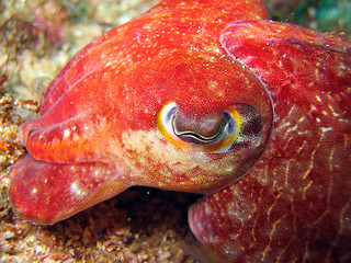 Image showing Cuttlefish closeup