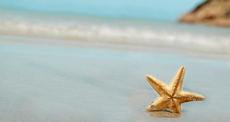 Image showing Starfish on the Beach