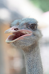 Image showing ostrich portrait in the farm, close up, background