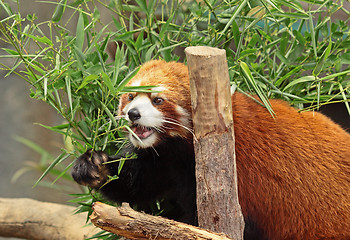 Image showing Red Panda