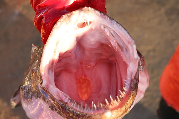 Image showing Monkfish