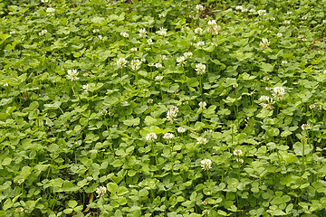 Image showing White clover flowers