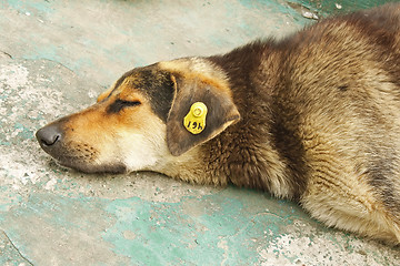Image showing Head of castrated rambling dog