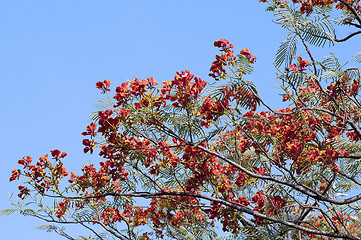 Image showing Spring Flowers