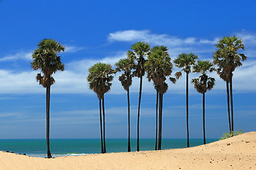 Image showing Palm Trees