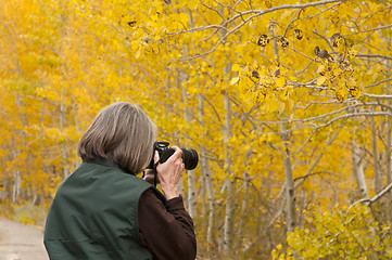 Image showing Autumn Foliage