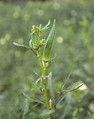 Image showing okra