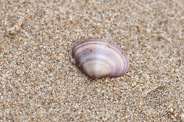 Image showing shell