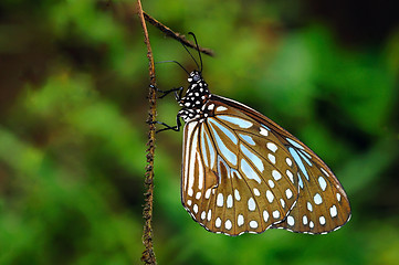 Image showing Blue Tiger