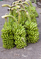 Image showing Bananas