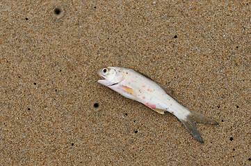 Image showing dead fish