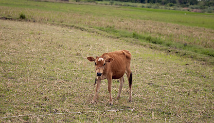 Image showing calf