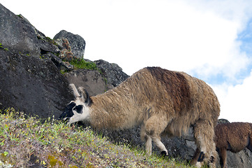 Image showing Lama