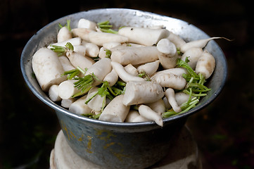 Image showing Radish