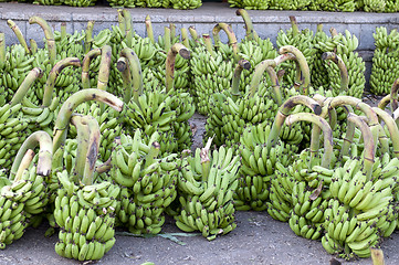 Image showing Fresh Bananas