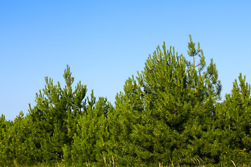 Image showing Young pine trees