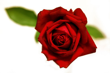 Image showing closeup of red rose 