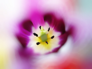 Image showing close up of beautiful tulip 