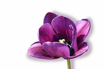 Image showing beautiful tulip isolated on white