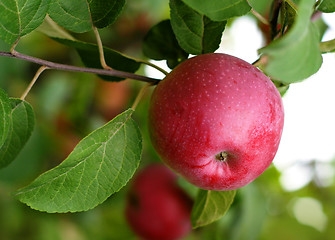 Image showing red apple