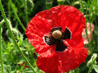 Image showing red poppy