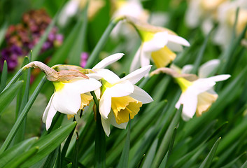 Image showing beautiful daffodils