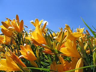 Image showing yellow flowers