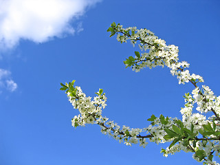 Image showing branch of a blossoming tree