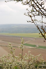 Image showing Wineyards in Burgundy