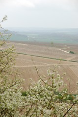 Image showing Wineyards in Burgundy