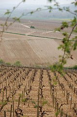 Image showing Wineyards in Burgundy