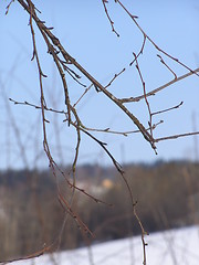 Image showing Twigs over snow