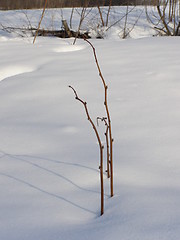 Image showing Twigs in the snow