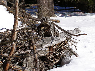 Image showing Dry wood waste in snow