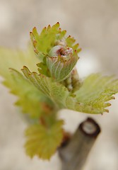 Image showing young grape vines