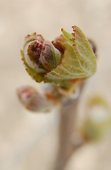 Image showing young grape vines