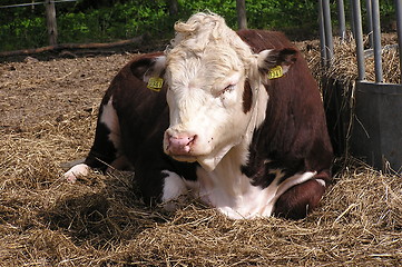 Image showing Resting Bull