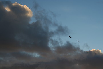 Image showing Eagle hunting seagull