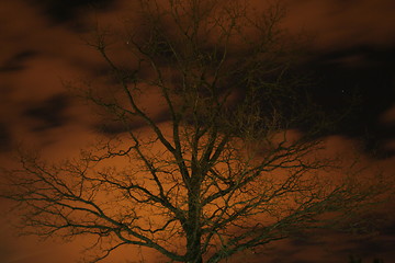 Image showing Old oak at night