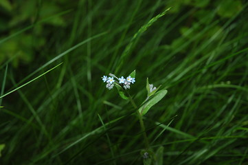 Image showing blue flower in grass